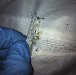 Bed Bugs